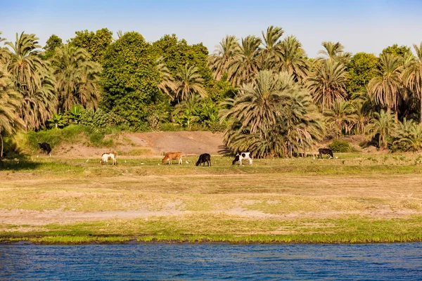 Mısır 'da Nil Nehri. Nil Nehri 'nde Yaşam — Stok fotoğraf