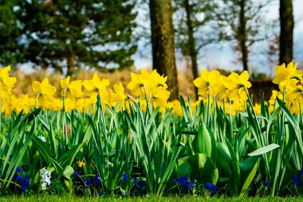 Mnoho květin Narcis v zahradě — Stock fotografie