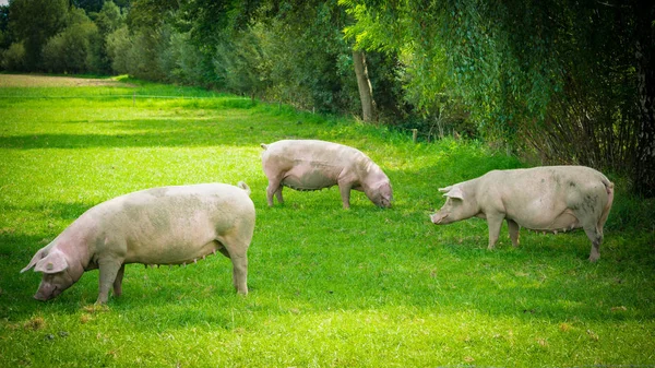 Świnia stojąca na trawniku. — Zdjęcie stockowe