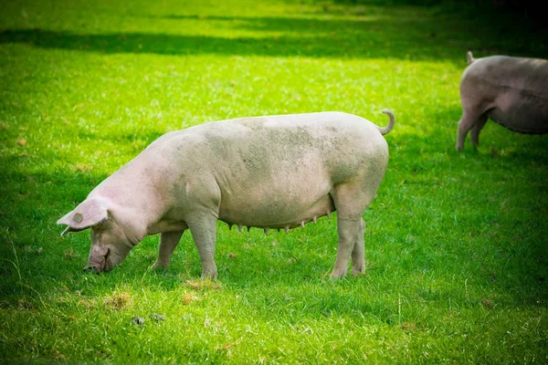 猪肖像。猪农场养猪 — 图库照片
