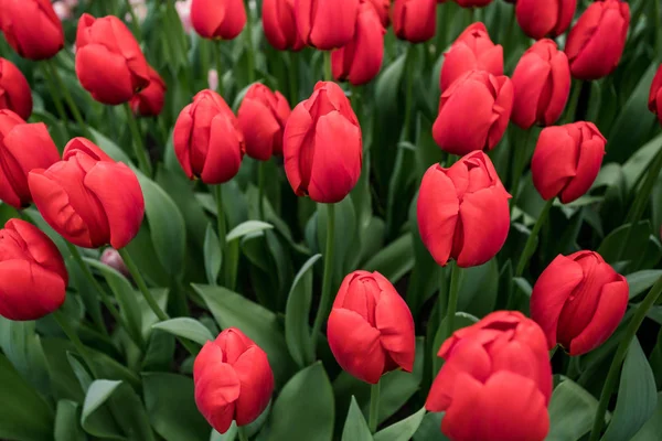 Barevné tulipány na jaře na zahradě — Stock fotografie