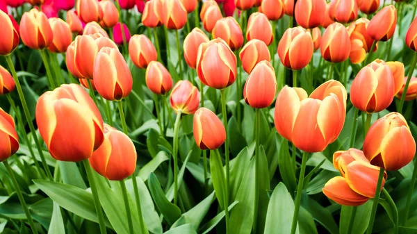 Kleurrijke tulpen in het voorjaar in de tuin — Stockfoto