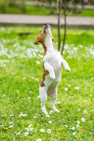 Jack Russel terrier hund utomhus i naturen på gräs ängen o Stockbild