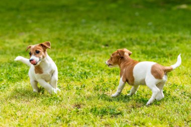 İki Jack Russell teriyeri oynuyor. İki harika jack russell pu