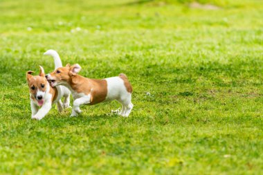 İki Jack Russell teriyeri oynuyor. İki harika jack russell pu