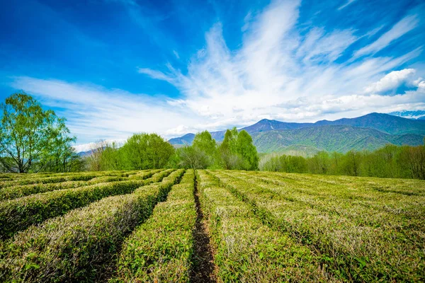 Krasnodar Teeplantagen in solokhaul — Stockfoto