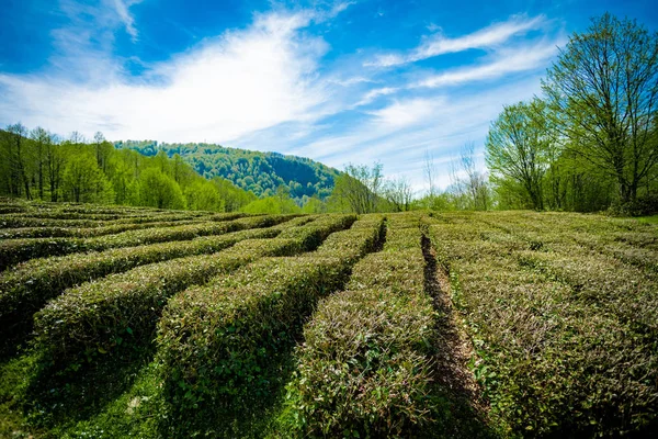 Increíble vista del paisaje de la plantación de té —  Fotos de Stock