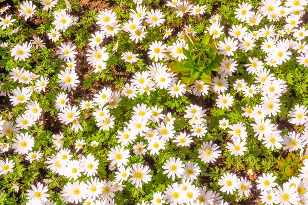 Beautiful closeup of field of white  daisy blossoms — Stock Photo, Image