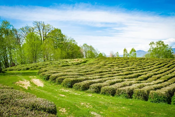 Teeplantagen im Tal zwischen den Hügeln — Stockfoto