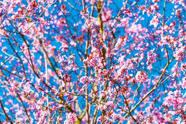 Flor de cerejeira sakura no tempo de primavera sobre o céu azul — Fotografia de Stock