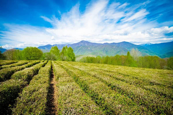 Krasnodar Teeplantagen in solokhaul — Stockfoto