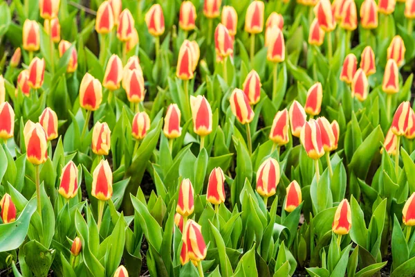 Színes tulipánok tavasszal a kertben — Stock Fotó