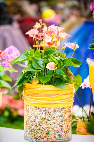 güzel Phalaenopsis orkide çiçekleri. güzel çiçekler