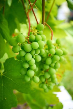 Küçük bir demet üzüm. şarap üzüm