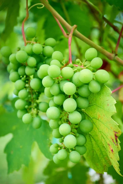 Egy fiatal csokor szőlő. borszőlő — Stock Fotó