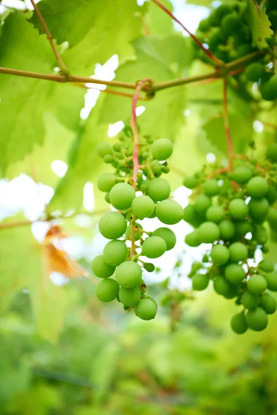 Un puñado de uvas jóvenes. uvas de vinificación — Foto de Stock