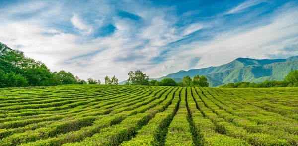 Plantation de thé dans les montagnes de Sotchi — Photo