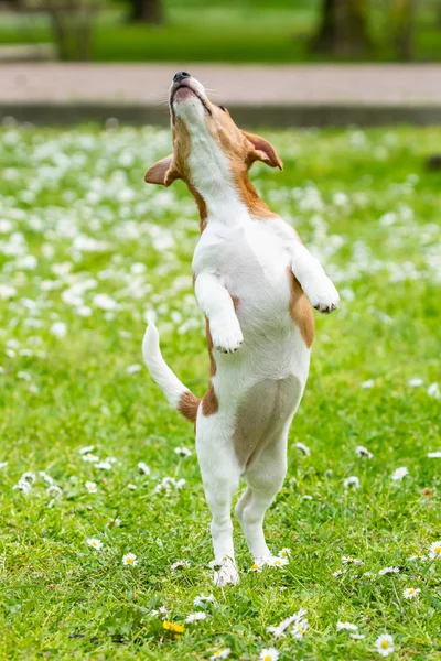 Jack Russel on meadow — стоковое фото