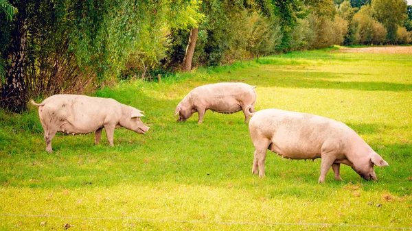 Cerdo de pie en un césped de hierba . — Foto de Stock