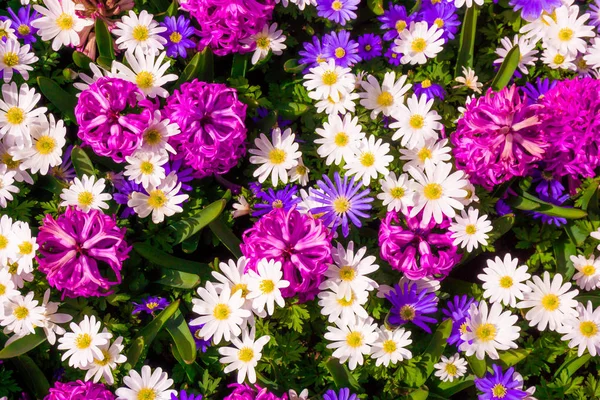 Beautiful flowers as background — Stock Photo, Image