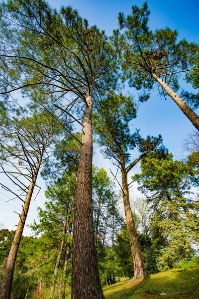 Piękny las z różnymi drzewami — Zdjęcie stockowe