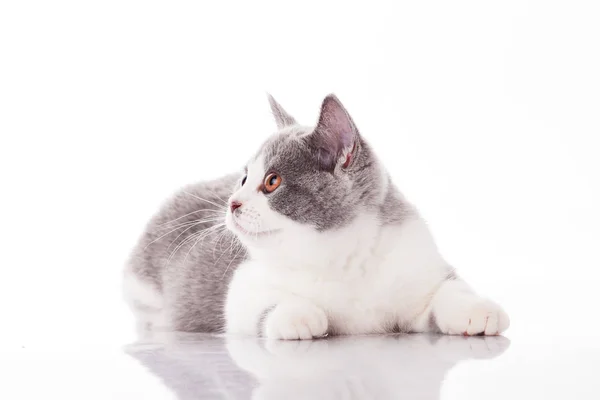 Hermoso gatito gris sobre un fondo blanco — Foto de Stock