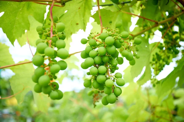 Un puñado de uvas jóvenes. uvas de vinificación — Foto de Stock