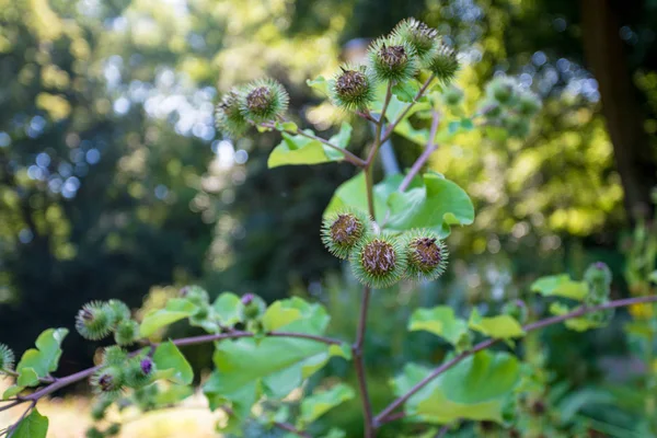 Floraison Grande Bardane. Arctium lappa — Photo