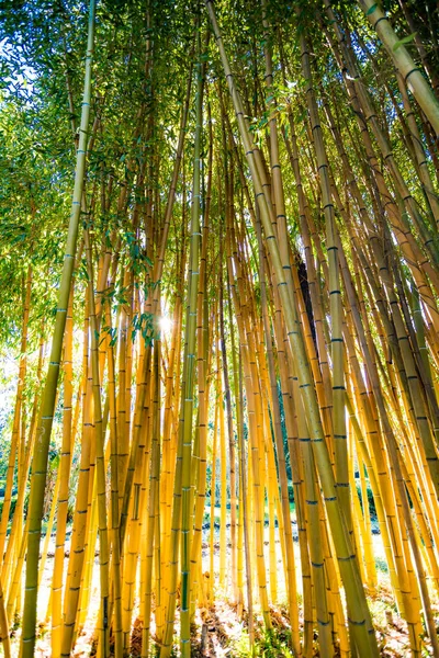Bambusz erdő. Természetes háttér. bambusz növény — Stock Fotó