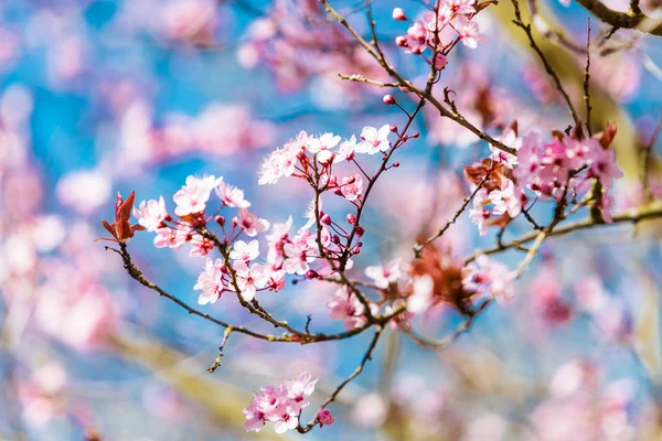 Bela flor de cerejeira sakura — Fotografia de Stock