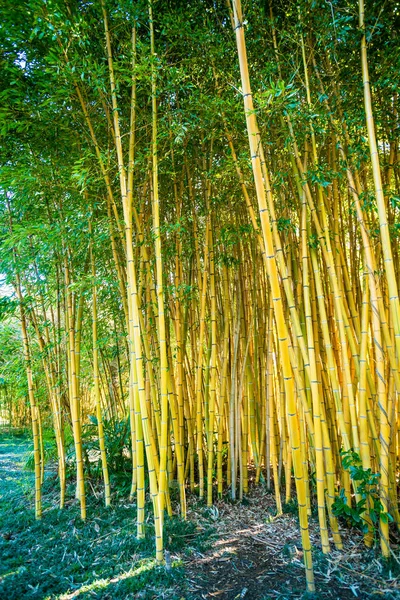 Bambusz csírák erdőben. bambusz növény — Stock Fotó