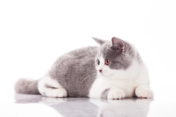 Mooi grijs kitten op een witte achtergrond — Stockfoto