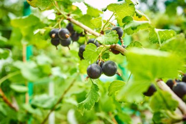 Bahçedeki Siyah frenk üzümü Şubesi