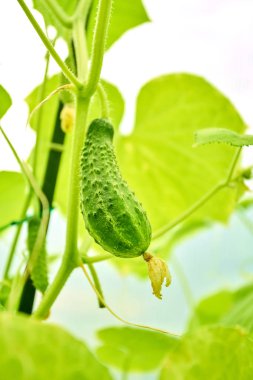 Genç taze organik salatalık bahçede büyüyen