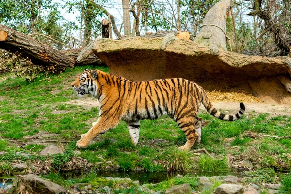 Prachtige tijger in de dierentuin. Tiger in de Natur — Stockfoto