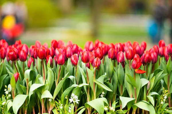 Kleurrijke tulpen bloeien op achtergrond — Stockfoto