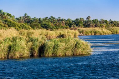 Mısır 'da Nil Nehri. Nil Nehri 'nde Yaşam