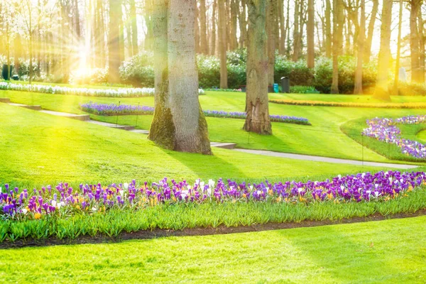 Jardín de flores con floración —  Fotos de Stock