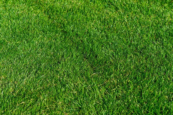 Bakgrund av ett grönt gräs. Grönt gräs struktur — Stockfoto