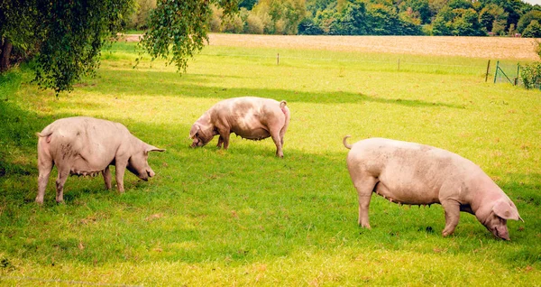 Porcos no campo. Porco saudável no prado — Fotografia de Stock