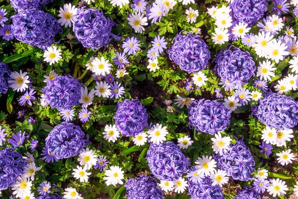 Hyacinth purple with Daisy flower in garden — Stock Photo, Image
