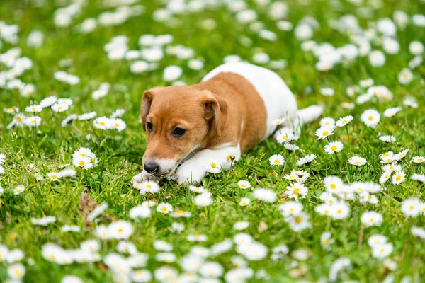Jack russel on  meadow — Stock Photo, Image
