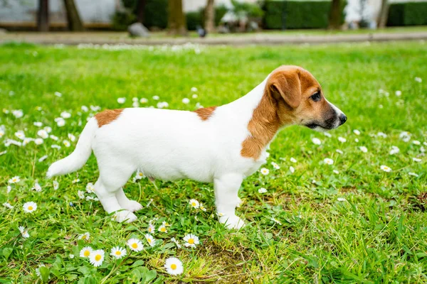 Jack Russel Terrier hond buiten in de natuur op gras weide o — Stockfoto