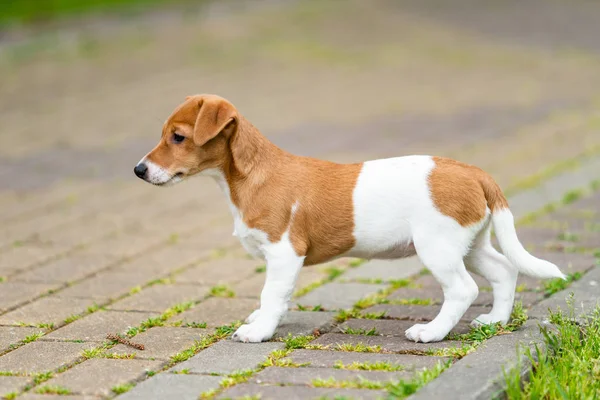 Jack Russel terrier hund utomhus i naturen på gräs ängen o — Stockfoto