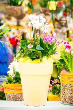 Bahçede orkide çiçeği. güzel çiçekler