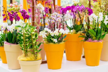 Bahçede orkide çiçeği. güzel çiçekler