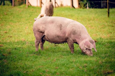 Domuz portre. Domuz Çiftliği'nde domuz