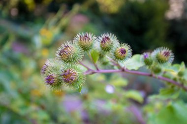 Tıbbi plantasyon burdock. Arctium lappa 