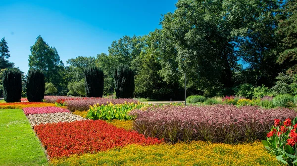 Muitas flores no parque num dia ensolarado — Fotografia de Stock