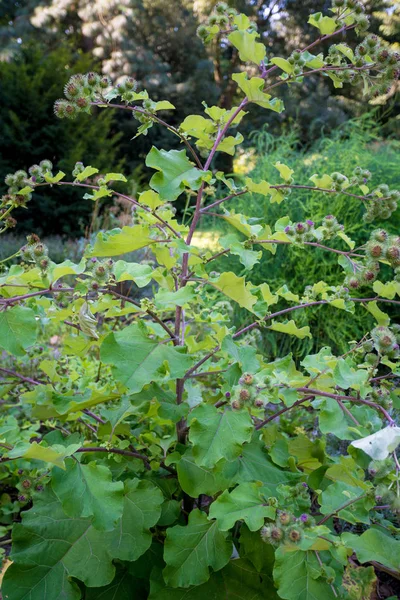 Bardana de plantação medicinal. Arctium lappa — Fotografia de Stock